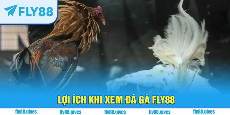Những ưu điểm khi chọn sảnh đá gà Fly88